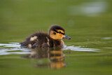 Image. Mallard