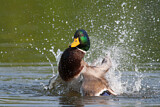 Image. Mallard