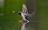 Image. Mallard