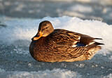 Image. Mallard