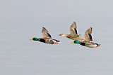 Image. Mallard