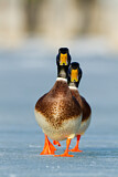 Image. Mallard