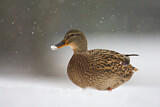 Image. Mallard