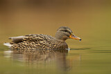 Image. Mallard