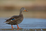 Image. Mallard