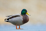Image. Mallard