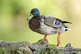 Image. Mallard