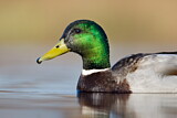 Image. Mallard
