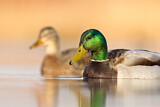 Image. Mallard