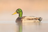 Image. Mallard