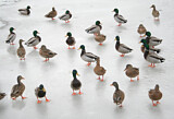 Image. Mallard