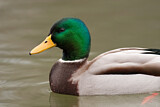 Image. Mallard