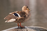 Image. Mallard