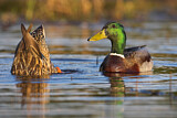 Image. Mallard