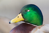 Image. Mallard