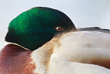 Image. Mallard