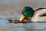 Image. Mallard