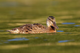 Image. Mallard