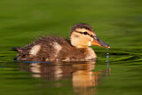Image. Mallard