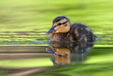 Image. Mallard