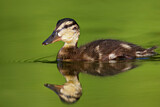 Image. Mallard
