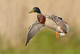 Image. Mallard