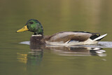 Image. Mallard