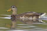 Image. Mallard