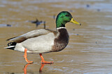 Image. Mallard
