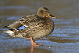 Image. Mallard