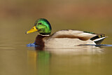 Image. Mallard
