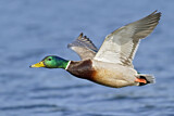 Image. Mallard