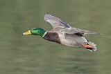Image. Mallard