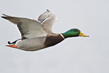 Image. Mallard