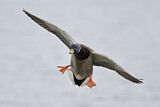 Image. Mallard