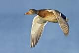 Image. Mallard