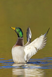 Image. Mallard