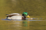 Image. Mallard