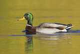 Image. Mallard