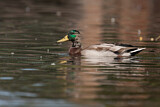 Image. Mallard