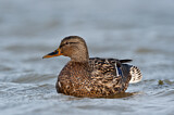 Image. Mallard
