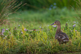 Image. Mallard