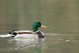 Image. Mallard