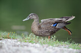 Image. Mallard