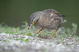Image. Mallard