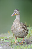 Image. Mallard