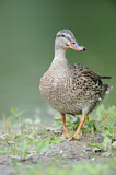 Image. Mallard