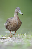 Image. Mallard