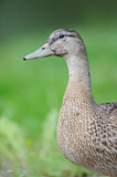 Image. Mallard
