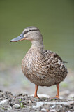 Image. Mallard